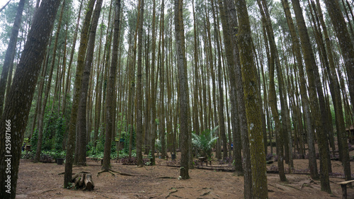 A grove of pine trees planted in a straight line so they grow straighter and taller