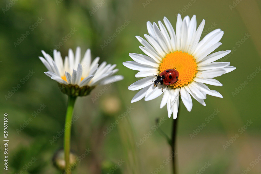 Ladybird on a beautiful daisy flower on a green meadow