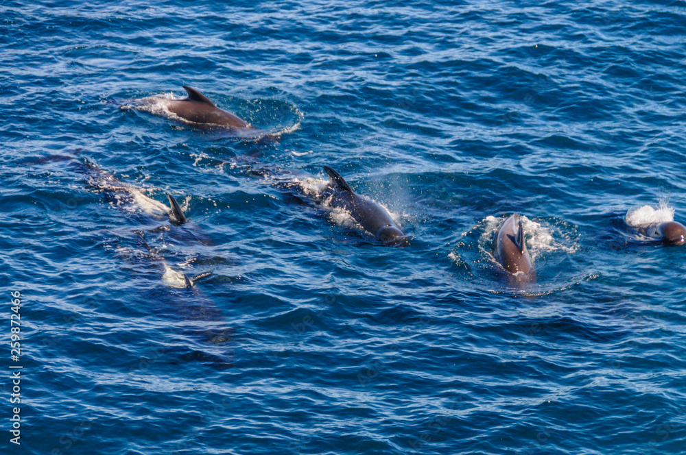 Obraz premium Long-Finned Pilot Whales in the Southern Atlantic Ocean
