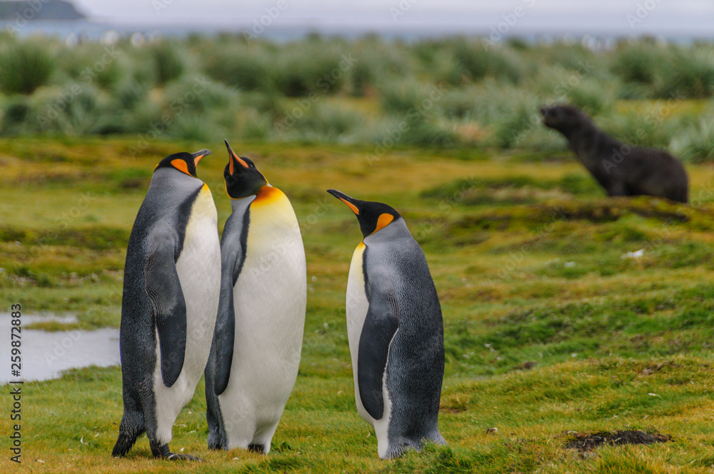 Fototapeta premium King Penguins on Salisbury plains