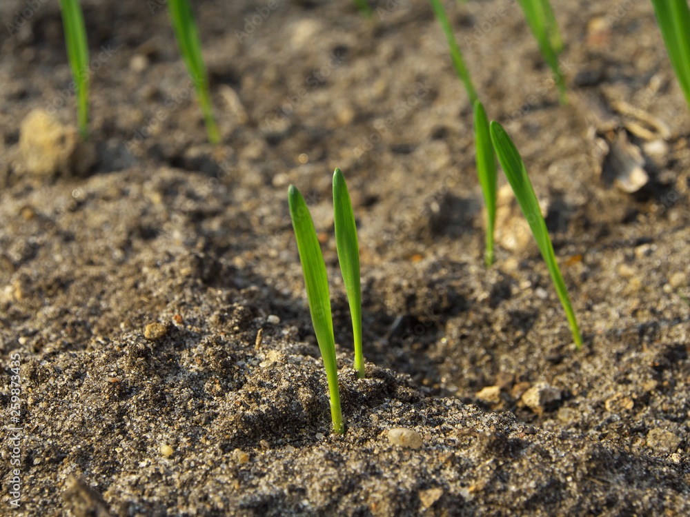 The seedlings are growing from the fertile soil, concept of agriculture. The seedlings are growing from the fertile soil, concept of agriculture.