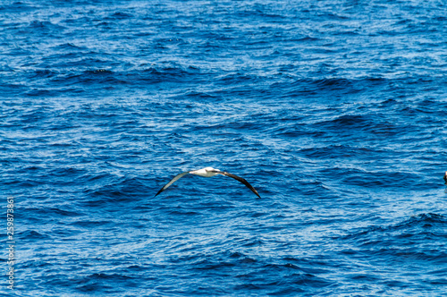 Albatross soaring across the ocean.