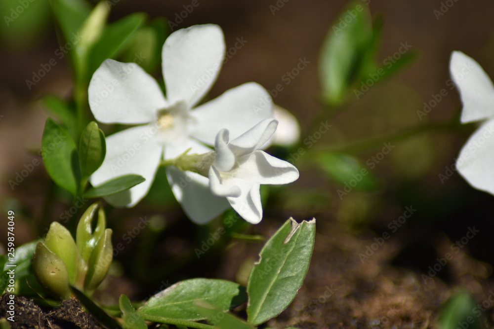Weißes Immergrün 'Alba' (Vinca minor 'Alba') Weißes Immergrün 'Alba' (Vinca minor 'Alba')