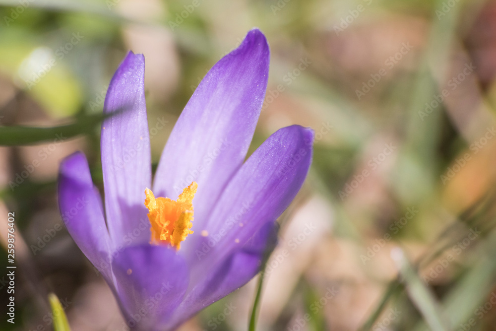 Purple crocus flower in a meadow during spring