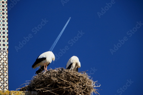 nest stork in rabat morocco