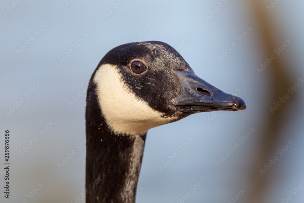 Close up of a Canada goose (Branta canadensis) in the nature reserve Moenchbruch near Frankfurt, Germany. Close up of a Canada goose (Branta canadensis) in the nature reserve Moenchbruch near Frankfurt, Germany.