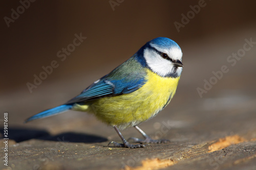 Blue Tit (Cyanistes caeruleus) in the nature protection area Moenchbruch near Frankfurt, Germany.