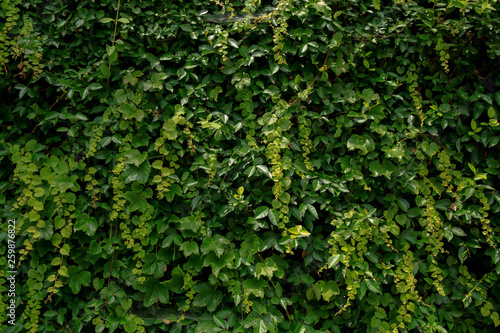 Green vines covered on stone walls.