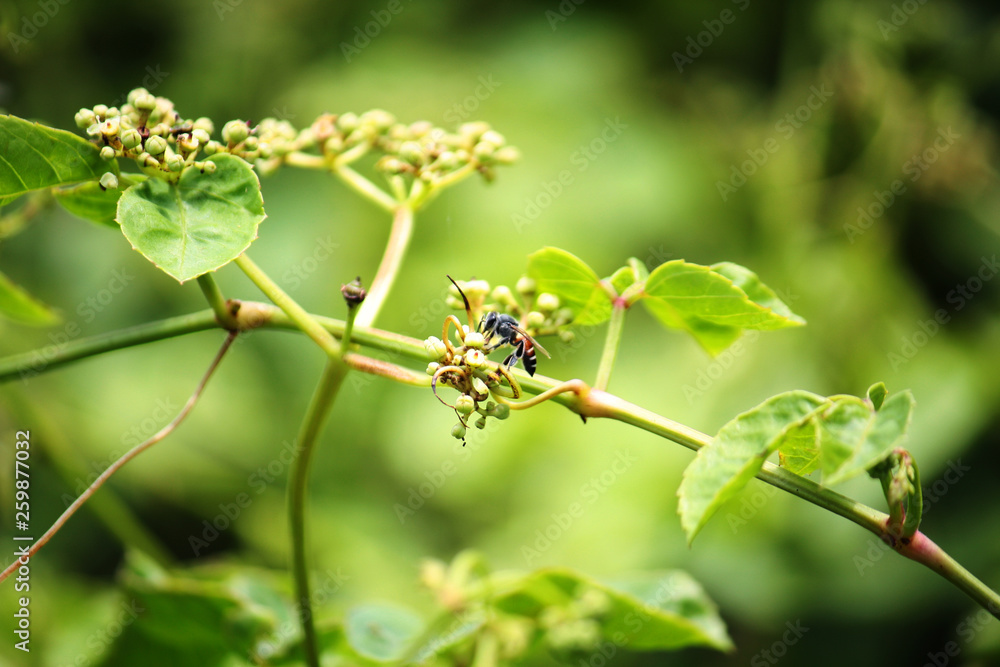 Bee pollinates the grass flower in the meadow and garden Bee pollinates the grass flower in the meadow and garden