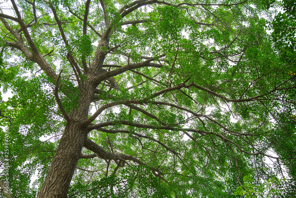 Big tree have green leaves in the garden Big tree have green leaves in the garden