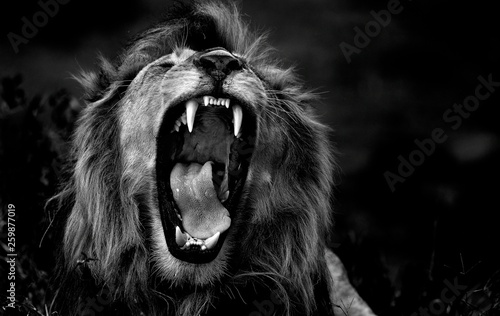 Fotografie, Obraz Portrait of a lion
