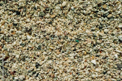 Collection of shells