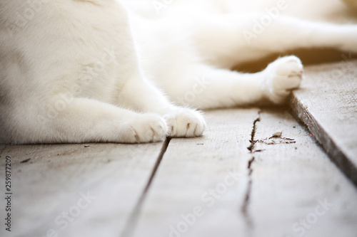Cute white and black cat sitting enjoy on wooden the terrace. Close up Paws white cat.