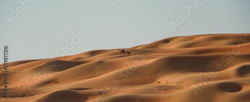 Camels in the desert