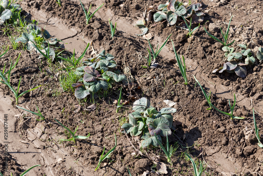 Garlic in the garden, in the spring garden with strawberries Garlic in the garden, in the spring garden with strawberries