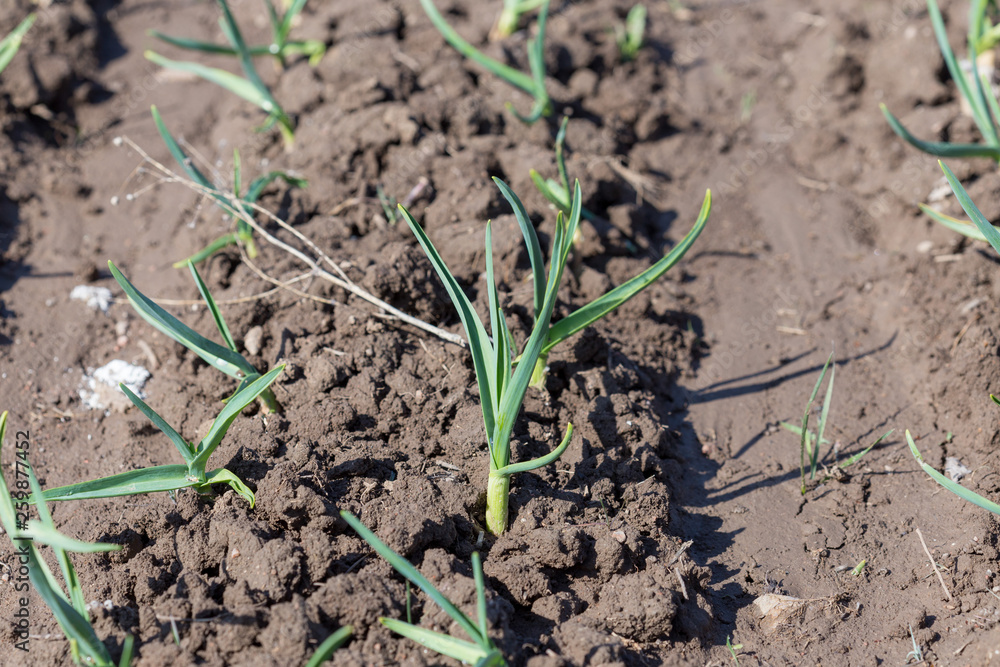 Young green shoots of garlic. Green feathers of garlic in the garden Young green shoots of garlic. Green feathers of garlic in the garden