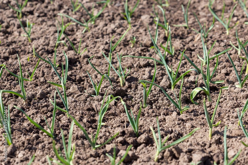 Young green shoots of garlic. Green feathers of garlic in the garden Young green shoots of garlic. Green feathers of garlic in the garden