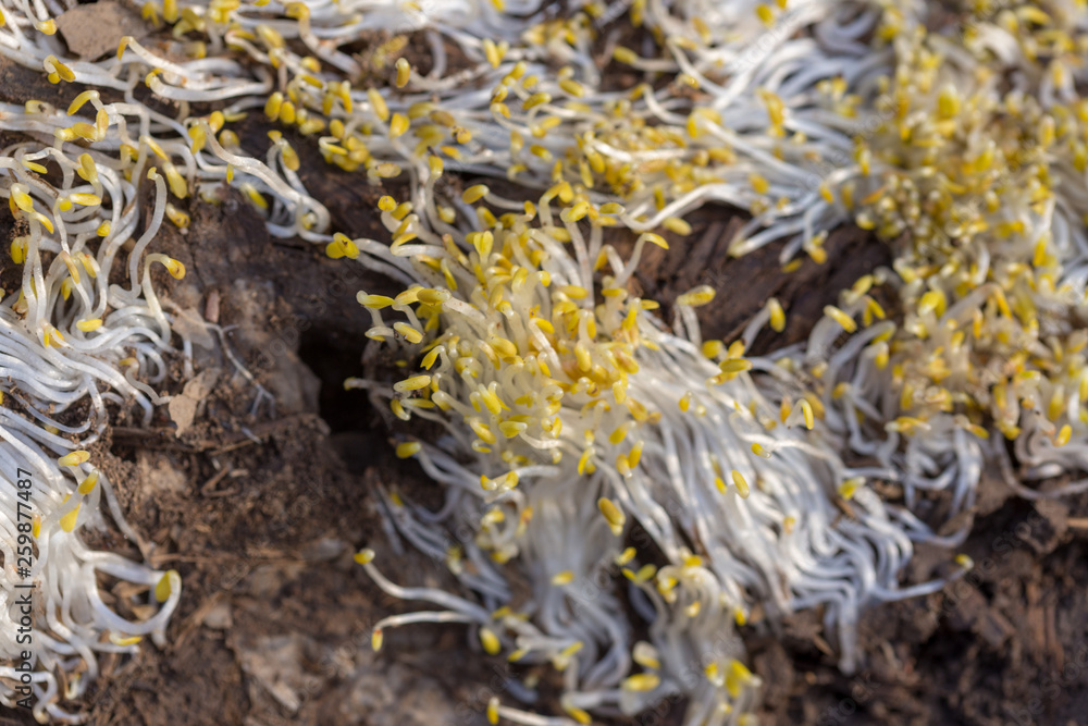 Obraz premium texture of white grass roots and tender sprout with green leaves