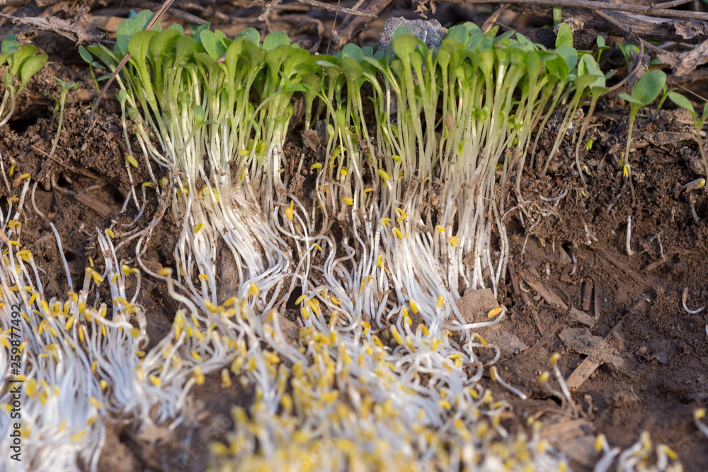texture of white grass roots and tender sprout with green leaves texture of white grass roots and tender sprout with green leaves