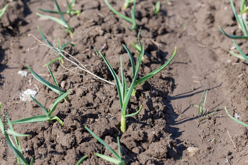 Young green shoots of garlic. Green feathers of garlic in the garden