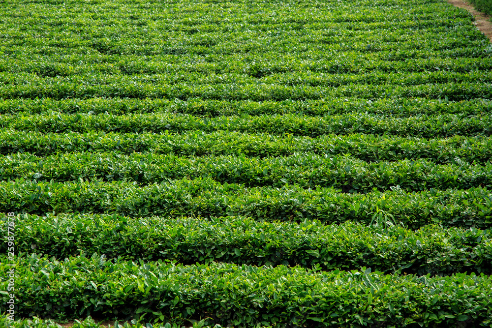 Green tea plantation