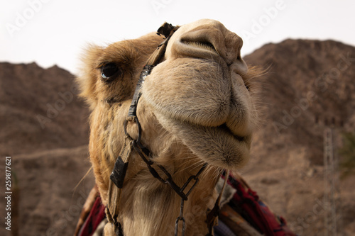 Camel look to camera in Israel