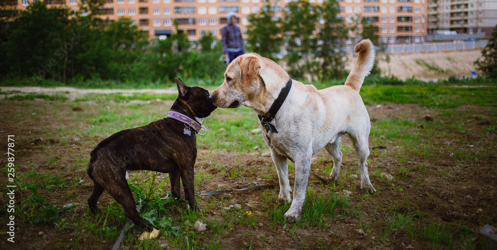 Two cute dogs, golden labrador and french bulldog, getting to know and greeting each other by sniffing Two cute dogs, golden labrador and french bulldog, getting to know and greeting each other by sniffing
