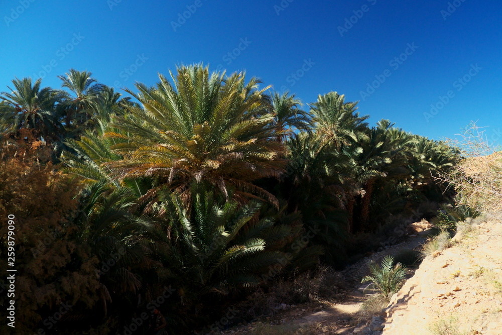 palm trees in desert in Gorges of Ziz morocco palm trees in desert in Gorges of Ziz morocco