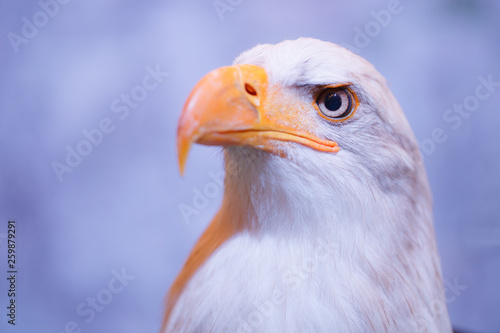 Head of eagle with big eye