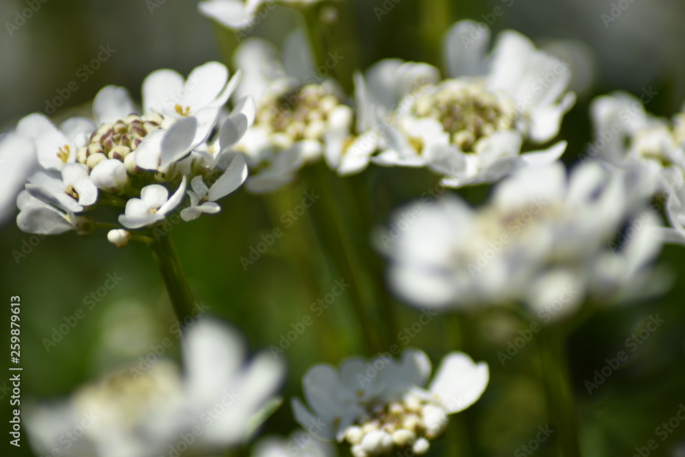 Immergrüne Schleifenblume (Iberis sempervirens) Immergrüne Schleifenblume (Iberis sempervirens)