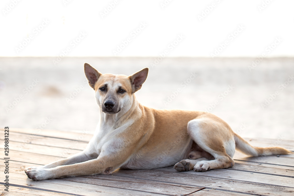 Dog is sitting on plank wood at sea beach
