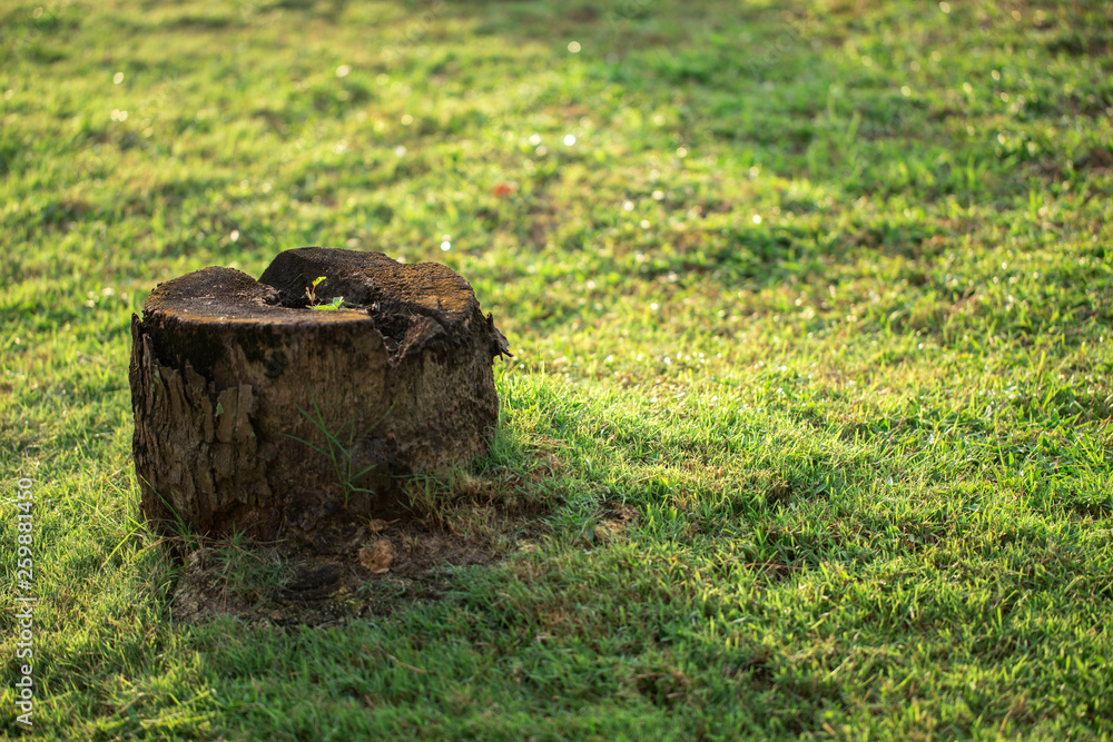 stump of dead coconut tree on green grass stump of dead coconut tree on green grass