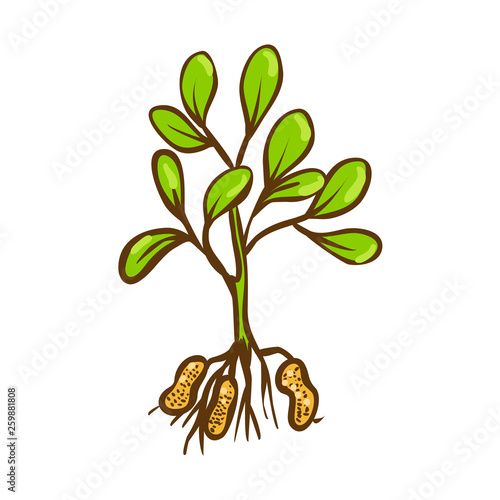 Peanut bush doodle vector icon. Cartoon illustration of nut for web design, hand drawn emblems and labels isoleted on white backgraund