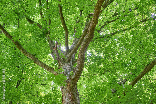 Baum mit grünen Blättern