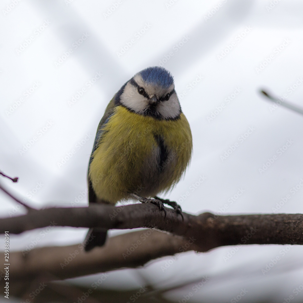 Fototapeta premium bluetit on a tree