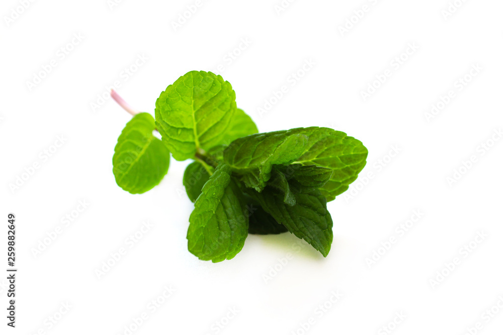 Mint leaf fresh Mint leaf fresh