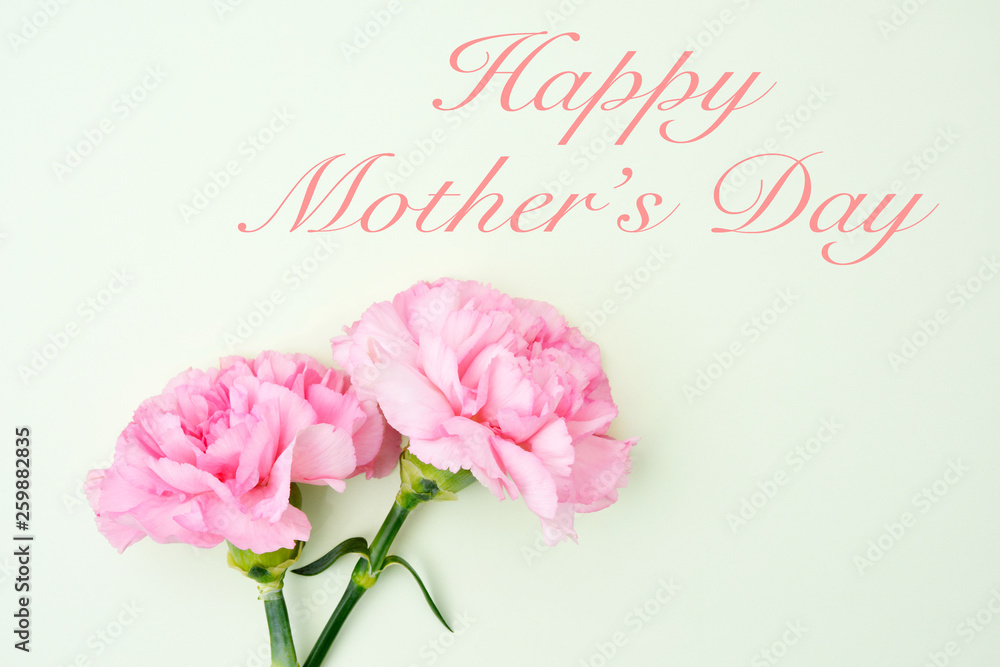 Pink carnation flowers for Mother's day on light green background Pink carnation flowers for Mother's day on light green background