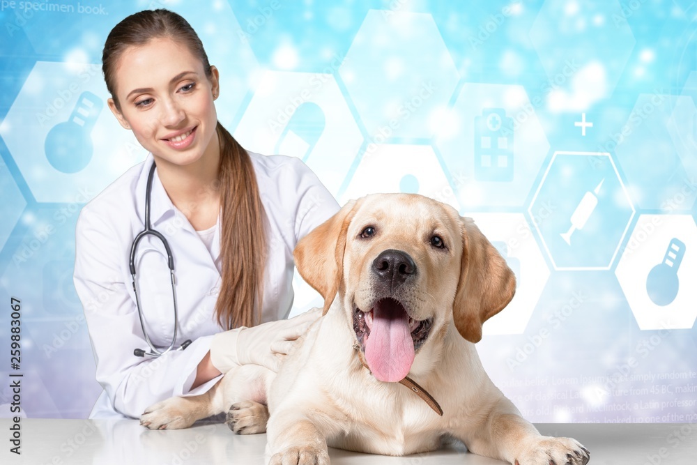 Young woman docotor with stethoscope and cute dog