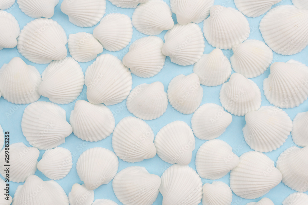 Summer composition with white seashells on the bright blue background