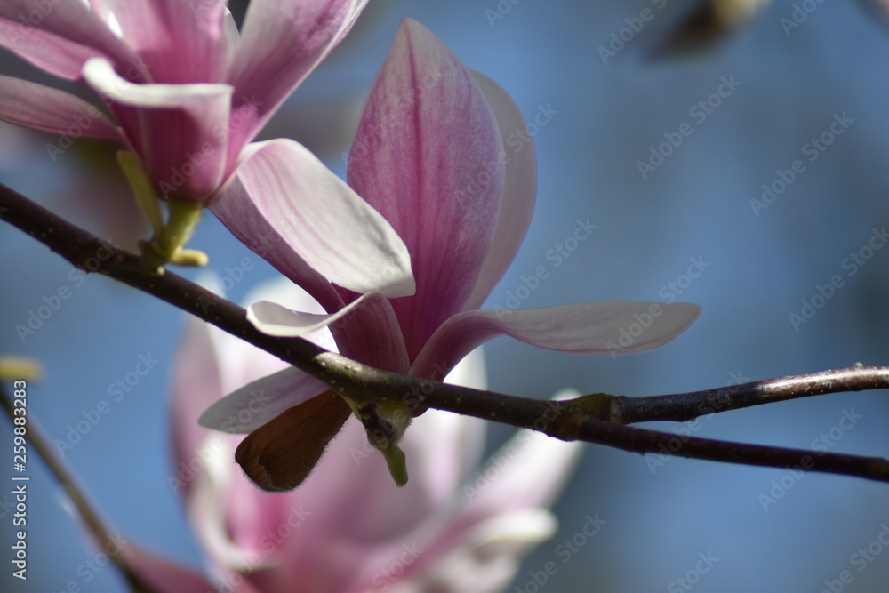 Fototapeta premium Magnolienblüte (Magnolia)