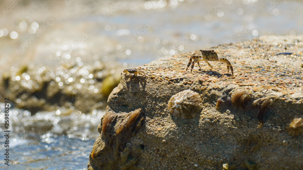 A young crab in a natural environment on the seashore. A young crab in a natural environment on the seashore.