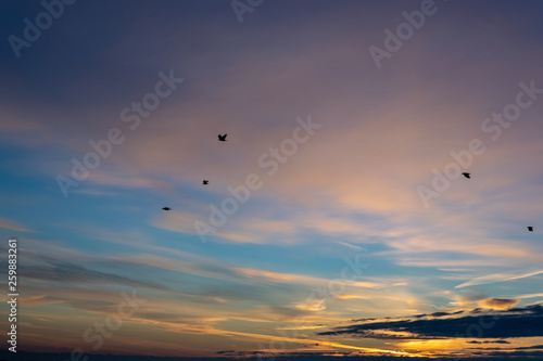 sunrise with birds in the sky