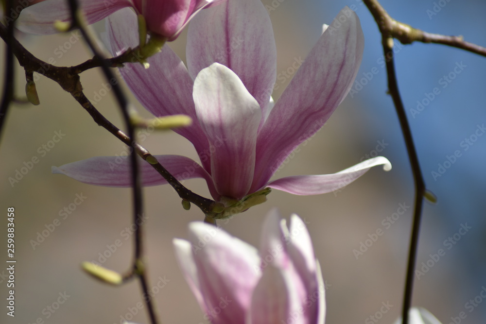 Magnolienblüte (Magnolia) Magnolienblüte (Magnolia)