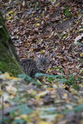 curious cat hiding in the forest