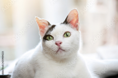 Cute white and black cat sitting enjoy on wooden the terrace