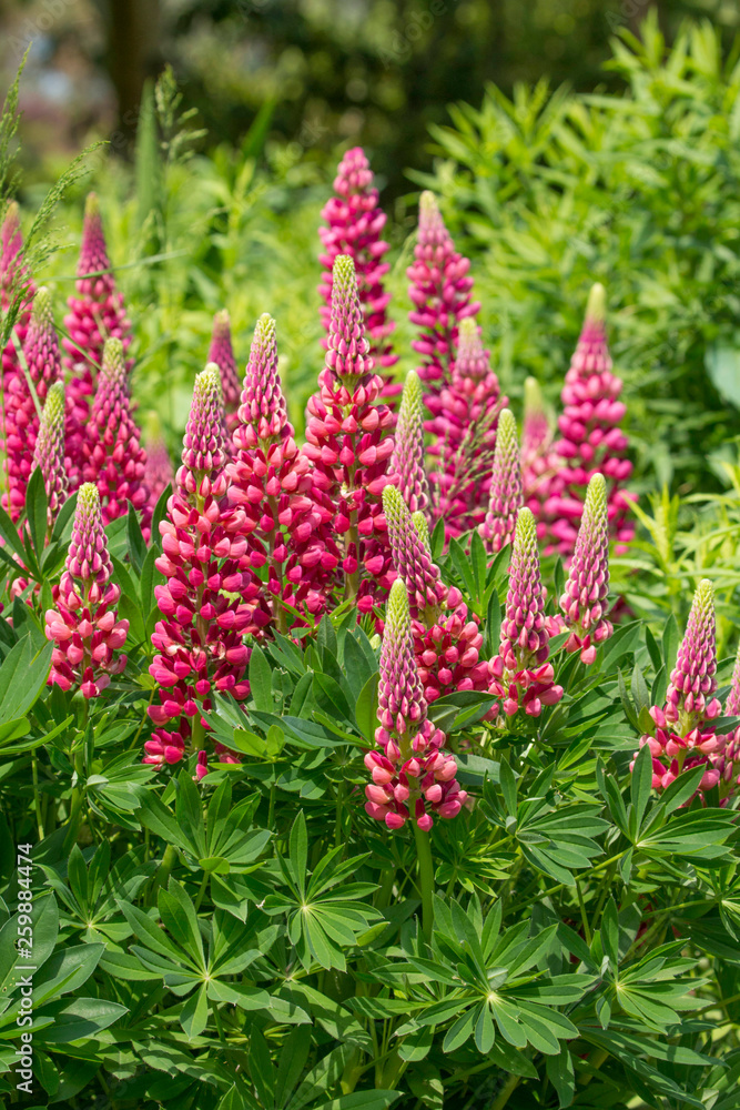 Lupin (gallery red) in full flower. Taken in Cardiff, South Wales, UK Lupin (gallery red) in full flower. Taken in Cardiff, South Wales, UK