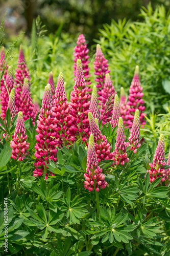Lupin (gallery red) in full flower. Taken in Cardiff, South Wales, UK