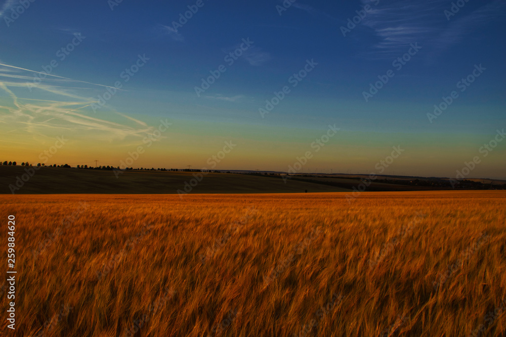 Obraz premium Kornfeld im Anbendrot