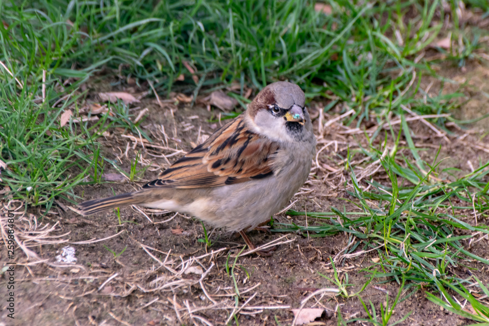 Wild sparrow with green glitter on beak in Paris, France Wild sparrow with green glitter on beak in Paris, France