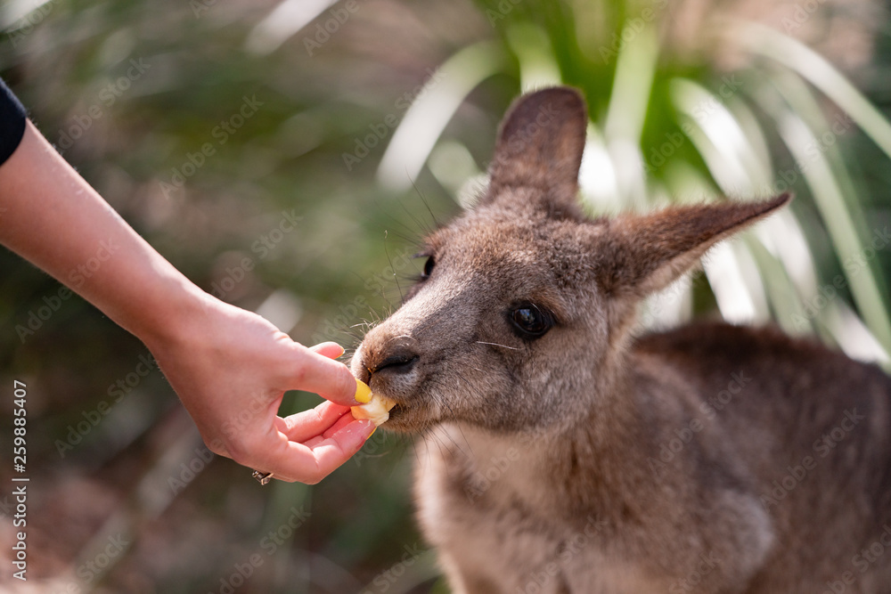 Fototapeta premium kangaroos in the forest